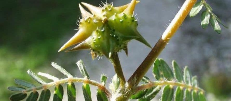 تاثیر عرق خارخاسک در درمان خانگی سنگ کلیه در طب سنتی