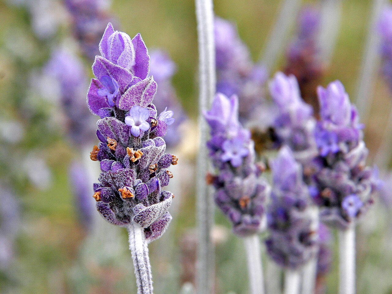 اسطوخودوس برای لاغری