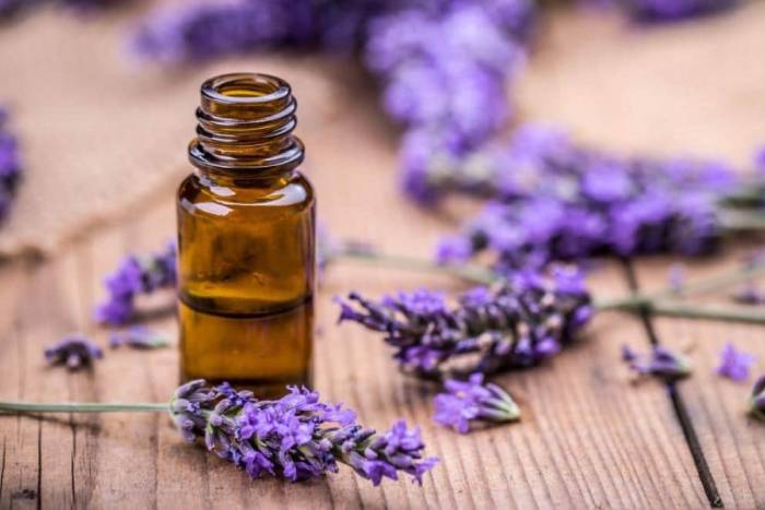 عوارض، مضرات و موارد منع مصرف اسطوخودوس برای لاغری
