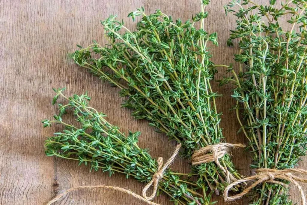 مزایا و مضرات دمنوش آویشن و راهنمای مصرف آن